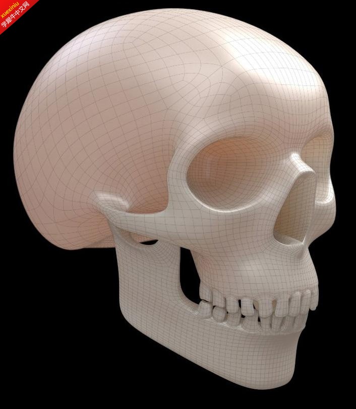 Skull.jpg
