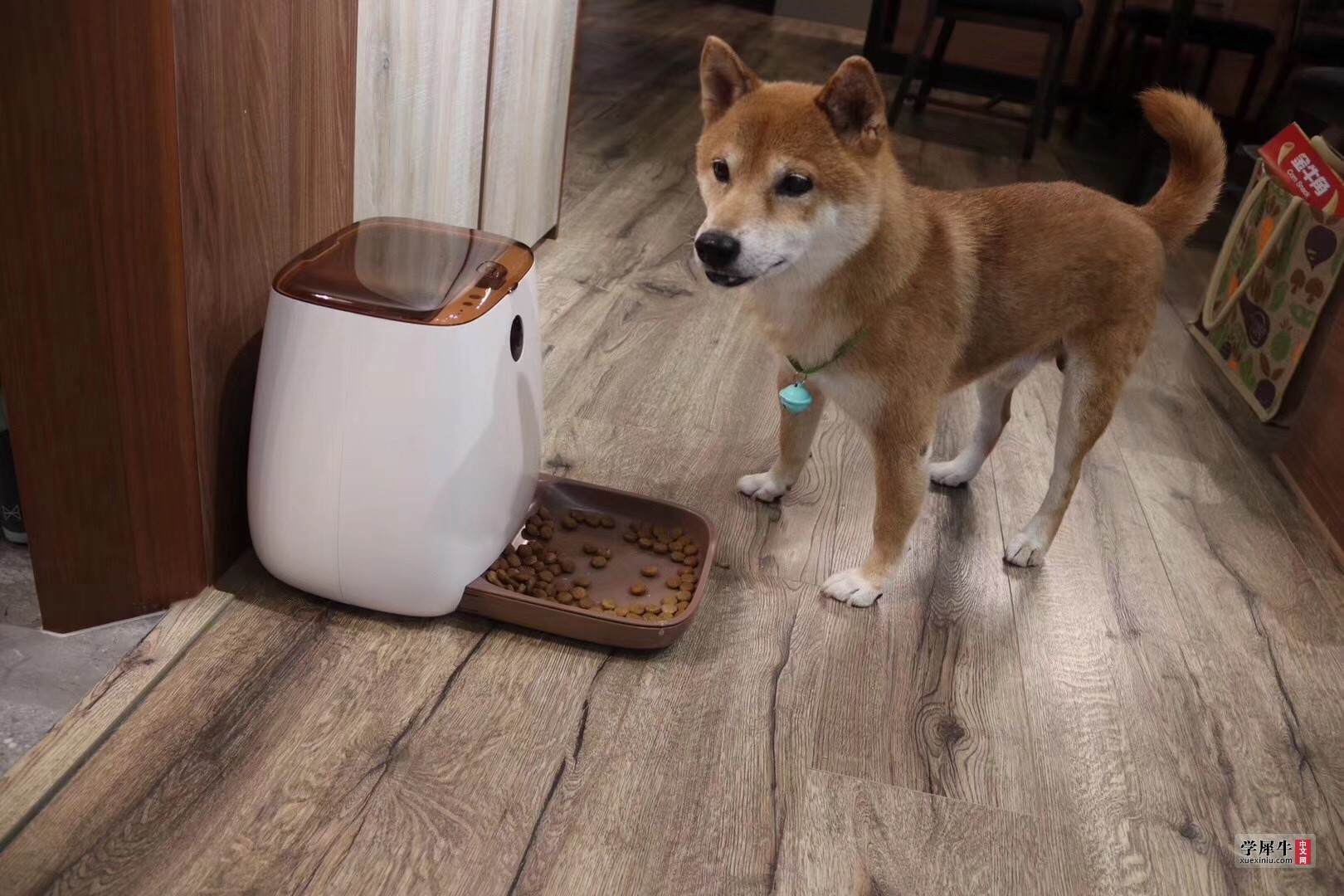 智能宠物喂食器.JPG