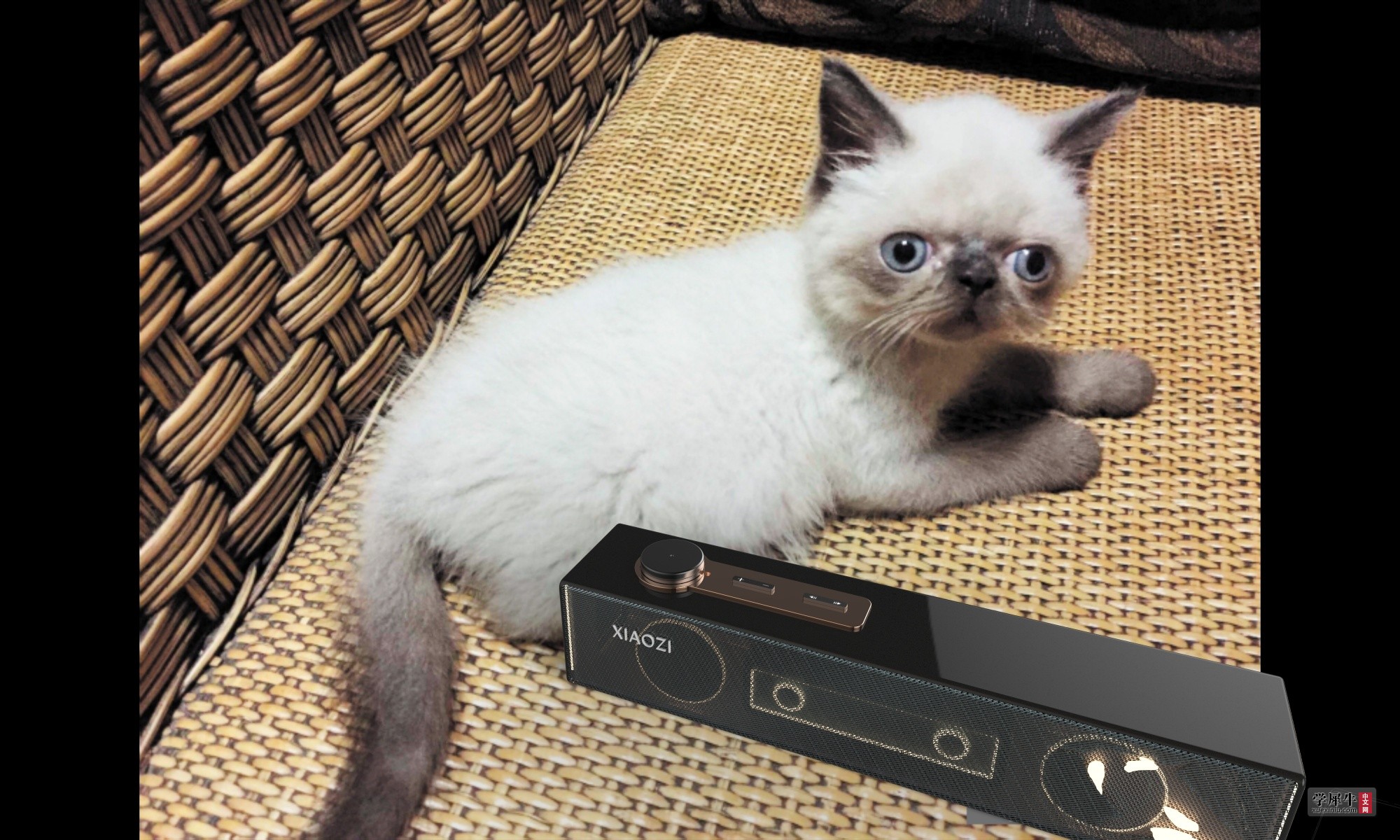 音响 虎鲸 猫.jpg