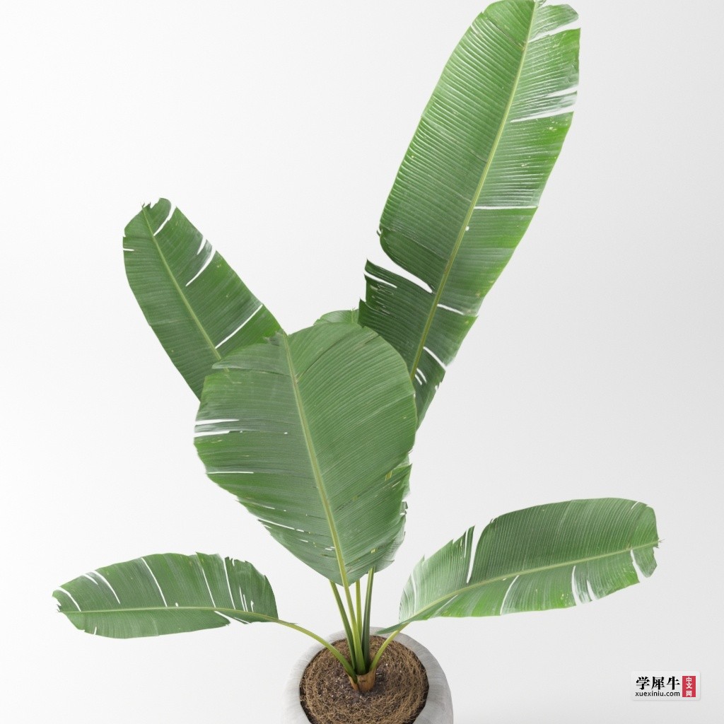 banana_plant4.jpg