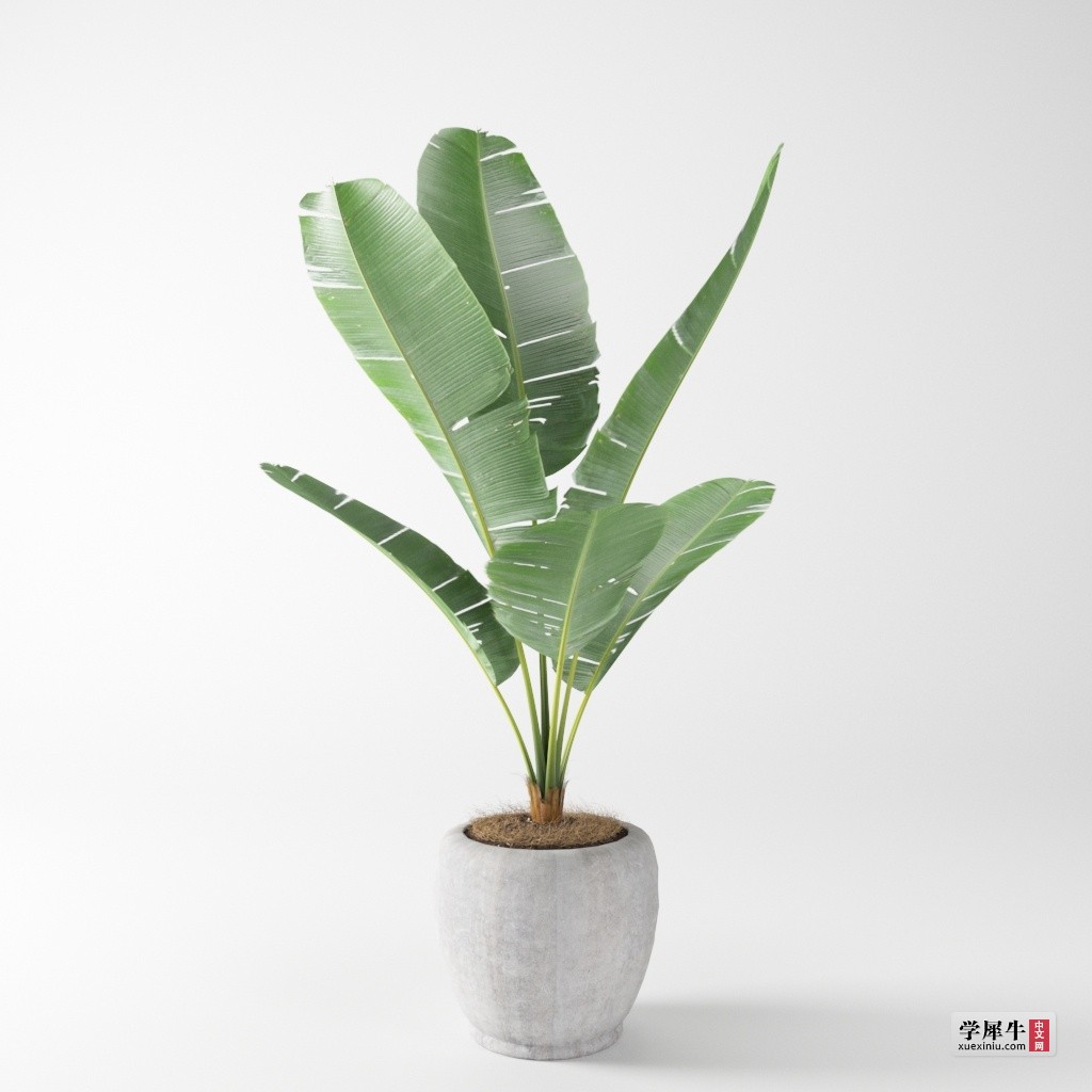 附赠盆栽植物模型